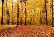 осень, деревья, парк, nature, листья, Природа, landscape, пейзаж