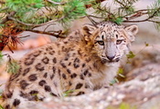 Снежный барс, uncia uncia, ирбис, котёнок, snow leopard, смотрит
