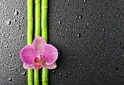 капли, бамбук, орхидея, Цветок