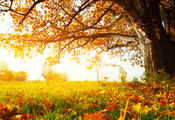 Солнечный лес, листья, трава, деревья, осень
