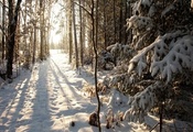 winter, висконсин, филлипс, northern woods, wisconsin, phillips, United sta ...