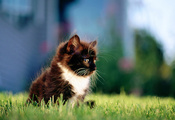 кошка, трава, Кот, котенок, черный, город