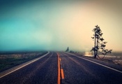 Дорога, дерево, природа, туман
