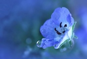 Цветок, растение, синий, маленький, голубой, лепестки