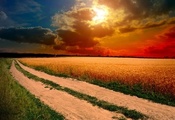 трава, облака, колосья, небо, поле, Закат, солнце