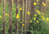 желтый, ограда, растения, природа, Цветы, забор, макро