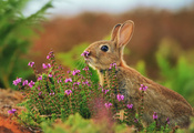 цветы, Кролик, трава, розмытости, заяц