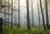 туман, Лес, природа, деревья