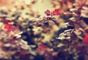 природа, Макро, листья, красивые, фон, цветы