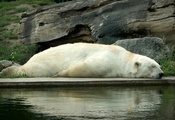 медведь, сон, спит, Белый, отдых