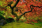красный, клён, Природа, японский сад