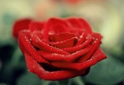 Роза, капли, лепестки, цветок, алая, красная, макро