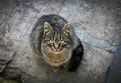 кошка, взгляд, Кот, зелёные глаза