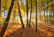 лес, осень, Природа, свет, деревья