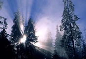 Зима, снег, солнечные лучи, лес, деревья