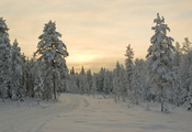 деревья, снег, закат, Зима