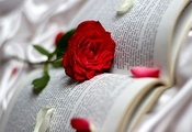 книга, роза, красиво