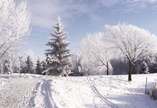 зима, лес, дорога, красиво