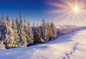 снег, зима, солнце, лес, красиво