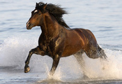 лошадь, вода, брызги