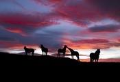 закат, лошади, красиво, небо