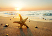 sand, starfish, beach, небо, Sea, облака, природа, ocean, sun, sunset, зака ...