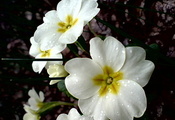 макро, примула, контрастные, белые цветы, капельки росы