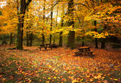 Лес, скамейки, деревья, осень, листва
