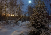 лес, снег, ёлка, сумерки, луна