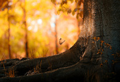 дерево, бабочка, осень, Листья