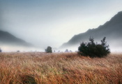 пейзаж, туман, трава, Поле