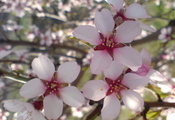 цветы, миндаль, белые, весна