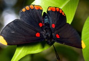 бабочка, черная, листок