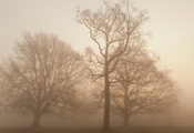 туман, трава, осень, лавочка, скамейка, Деревья