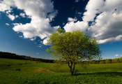 ландшафт, поле, дерево, трава, зеленая, небо, облака