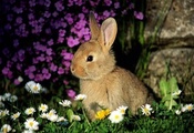 кролик, стена, камни, трава, зеленая, цветы
