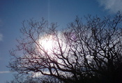 дерево, ветви, небо, солнце, сияние
