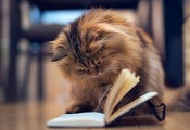 котёнок, милый, пушистый, книга, внимание