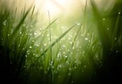 трава, капли, влага, зелень, свежесть, весна