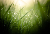 трава, капли, влага, зелень, свежесть, весна трава, капли, влага, зелень, свежесть, весна