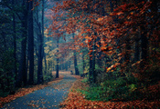лавки, деревья, осень, парк, листва, Природа