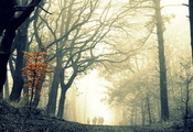 деревья, прогулка, Лес, туман
