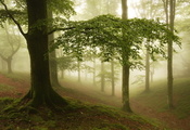 лес, деревья, сумрак, туман, прохлада