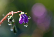 фиалка, цветок, влага, капля, крупный план фиалка, цветок, влага, капля, крупный план