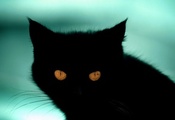 кот, черный, глаза, желтые, голубой фон, контраст
