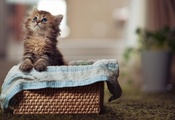 котёнок, милый, пушистый, маленький, корзина, плетеная