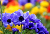 цветы, чашечки, фиолетовые, яркие