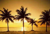 пальмы, пляж, океан, закат, золотистые