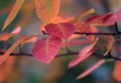 листья, веточки, осень, фото