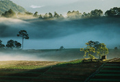 холмы, плантации, туман, утро, Тибет, фото